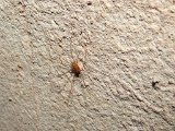 00396-2376 Spider in Fruitbat Cave - photo by Garry K Smith